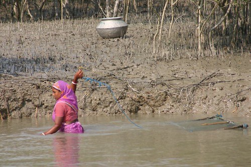 Sundarbans